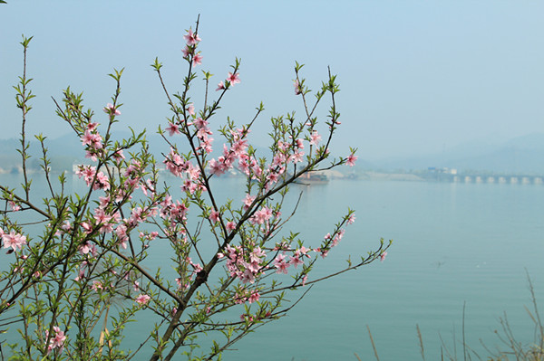 櫻花灼灼.JPG